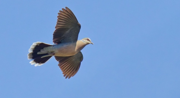 『鳩』になれる海外のゲームが面白そう！