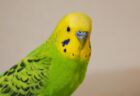 【ﾜﾀｼもできます!!】お手する犬と飼い主の手の間に割って入る猫が話題にｗ