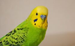 【ﾁｭﾝﾁｭﾝ】インコの通り道にカメラを設置してみたら。。。可愛すぎる！