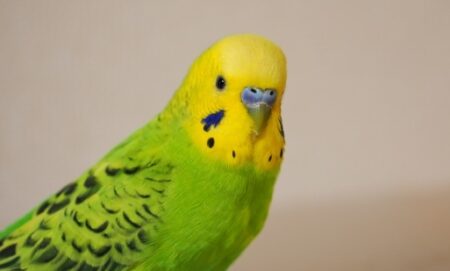 【ﾁｭﾝﾁｭﾝ】インコの通り道にカメラを設置してみたら。。。可愛すぎる！