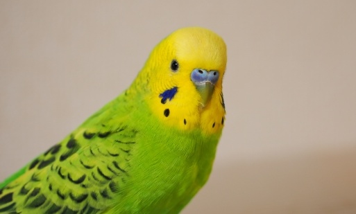 【ﾁｭﾝﾁｭﾝ】インコの通り道にカメラを設置してみたら。。。可愛すぎる！