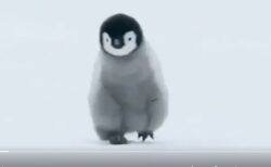 【笑】赤ちゃんペンギンがてくてく歩いているだけの動画、癒しすぎる