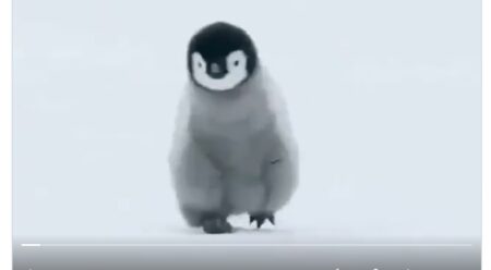 【笑】赤ちゃんペンギンがてくてく歩いているだけの動画、癒しすぎる