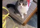 【笑】捨てようと思ったゴミに必死になるうちの猫が可愛すぎる！
