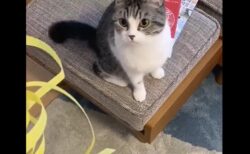 【笑】捨てようと思ったゴミに必死になるうちの猫が可愛すぎる！