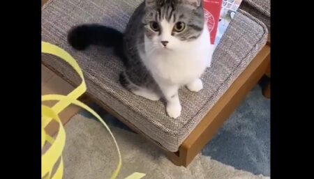 【笑】捨てようと思ったゴミに必死になるうちの猫が可愛すぎる！