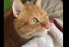 【朝】鳥のさえずりに返事する猫ちゃんが可愛すぎるｗ