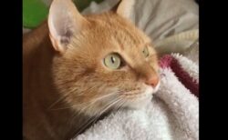 【朝】鳥のさえずりに返事する猫ちゃんが可愛すぎるｗ