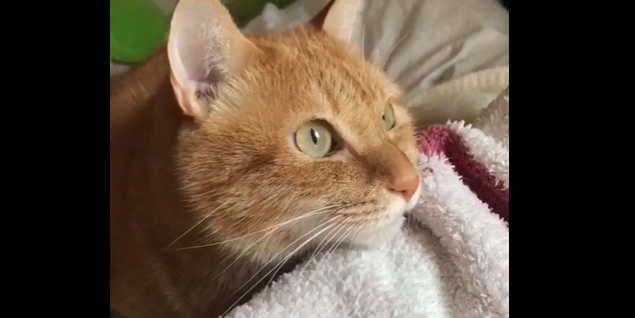 【朝】鳥のさえずりに返事する猫ちゃんが可愛すぎるw