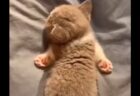 【笑】爆睡中の子猫、何をしても無抵抗！肉球が素晴らしい！