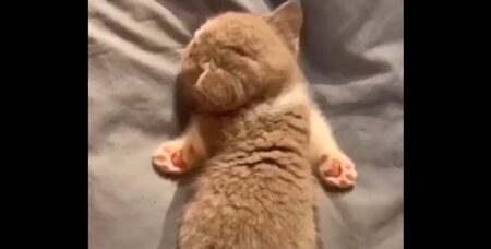 【笑】爆睡中の子猫、何をしても無抵抗！肉球が素晴らしい！