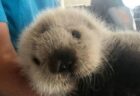 【え！】ラッコの赤ちゃん、もふもふしてて可愛い