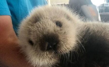 【え！】ラッコの赤ちゃん、もふもふしてて可愛い