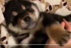 【柴犬】仰向けでリラックスする子犬、たまらん可愛さ