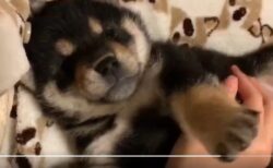 【柴犬】仰向けでリラックスする子犬、たまらん可愛さ