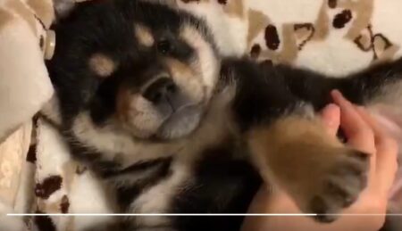 【柴犬】仰向けでリラックスする子犬、たまらん可愛さ