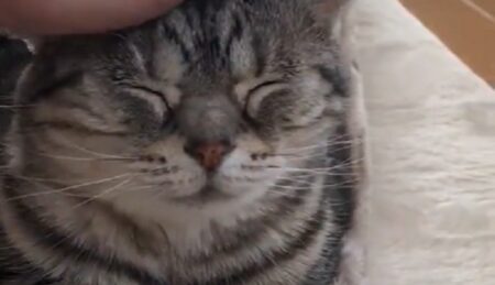 【癒やし】くたくたで夜勤から帰ってきた主を超笑顔で出迎えるネコ、可愛すぎる