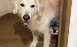 【笑】視線で散歩を催促する2匹の犬がめちゃ可愛い