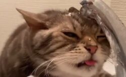 【え】水をぜんぜん飲めてない猫たちが話題にｗ