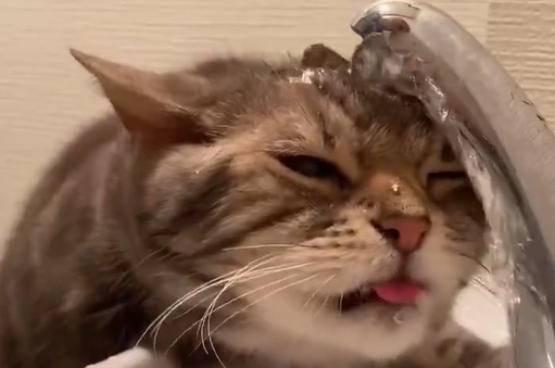 【え】水をぜんぜん飲めてない猫たちが話題にｗ