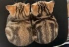 【ちょこん】ぴったり寄り添う子猫の兄弟、尊すぎる・・・
