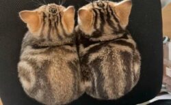 【ちょこん】ぴったり寄り添う子猫の兄弟、尊すぎる・・・