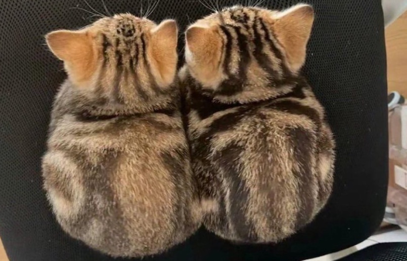 【ちょこん】ぴったり寄り添う子猫の兄弟、尊すぎる・・・