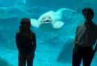 【笑】目の前でプロポーズを目撃したイルカ、びっくり仰天の表情
