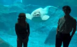 【笑】目の前でプロポーズを目撃したイルカ、びっくり仰天の表情
