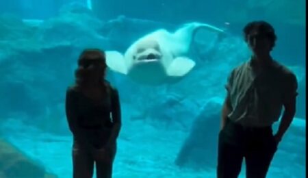 【笑】目の前でプロポーズを目撃したイルカ、びっくり仰天の表情
