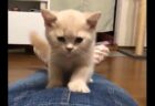 【目からウロコ】救急隊員さん「喉に詰まらせた時にまずやること」が話題