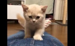 【癒】膝の上に乗って迫ってくる猫、可愛すぎる！