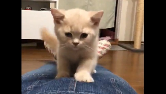 【癒】膝の上に乗って迫ってくる猫、可愛すぎる！