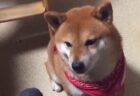 【楽しそう】全犬種で最高知能のボーダーコリー。彼がいればトレーニングを楽しく続けられることが判明！