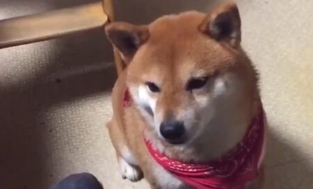 【柴犬】餌の場所当てゲーム。なぜかルールを理解してるの可愛すぎるな！