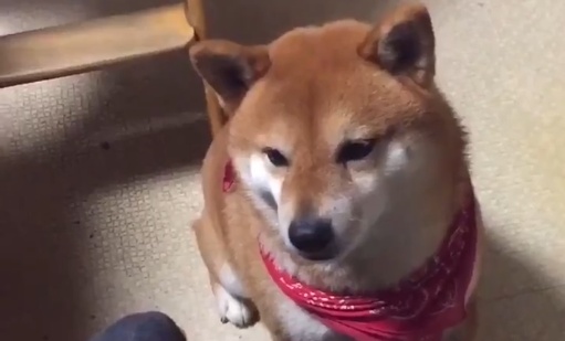 【柴犬】餌の場所当てゲーム。なぜかルールを理解してるの可愛すぎるな！