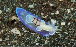 【神秘的】とんでもなく美しい「ウミウシ」が目撃される