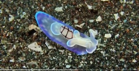 【神秘的】とんでもなく美しい「ウミウシ」が目撃される
