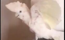 【！？】飼い主が消えるマジックを見たオウム、愛しすぎる