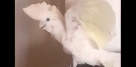 【！？】飼い主が消えるマジックを見たオウム、愛しすぎる