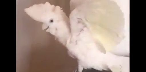 【！？】飼い主が消えるマジックを見たオウム、愛しすぎる