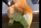 【癒やし】もたもたしてるコーギー、お尻が可愛いすぎるｗ