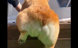 【癒やし】もたもたしてるコーギー、お尻が可愛いすぎるｗ