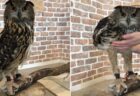 【え！？】フクロウの脚、驚異的に長すぎる。知らなかった！
