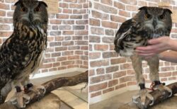 【え！？】フクロウの脚、驚異的に長すぎる。知らなかった！