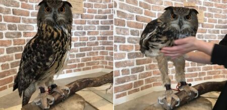 【え！？】フクロウの脚、驚異的に長すぎる。知らなかった！