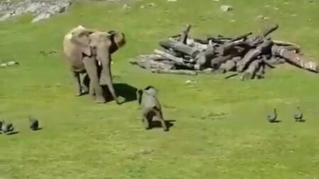 【笑】鳥を追いかけまわしてた小象、すっ転んでママに駆け寄る