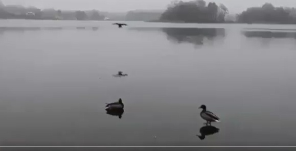 【ツルツル】着水しようとしてたら水が凍ってた時のカモくんが可愛すぎる。楽しそう!