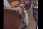 【動画】眠ってる犬にイタズラしてさっと隠れる猫が話題にｗ