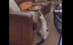 【動画】眠ってる犬にイタズラしてさっと隠れる猫が話題にｗ